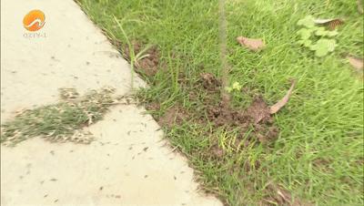 鍦ㄦ繁鍦宠鍏洯閲岀殑鏈煡铏瓙鍜簡,澶栨潵鐗╃鍏ヤ镜琚挰