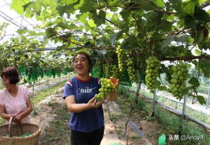阳光玫瑰葡萄苗几年挂果,第一年挂果阳光玫瑰是最好吃的吗