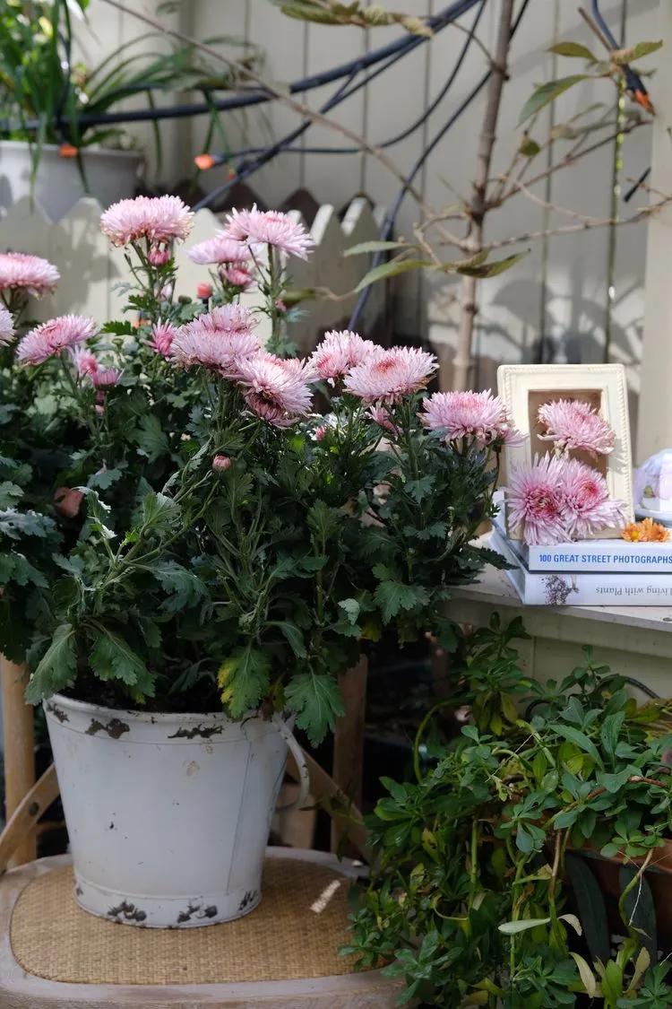 三年前买了套绿地110平三房130万,三年前耗资百万打造小院出售