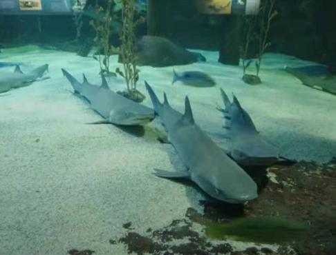 兰卡威岛攻略,兰卡威旅游超详细攻略