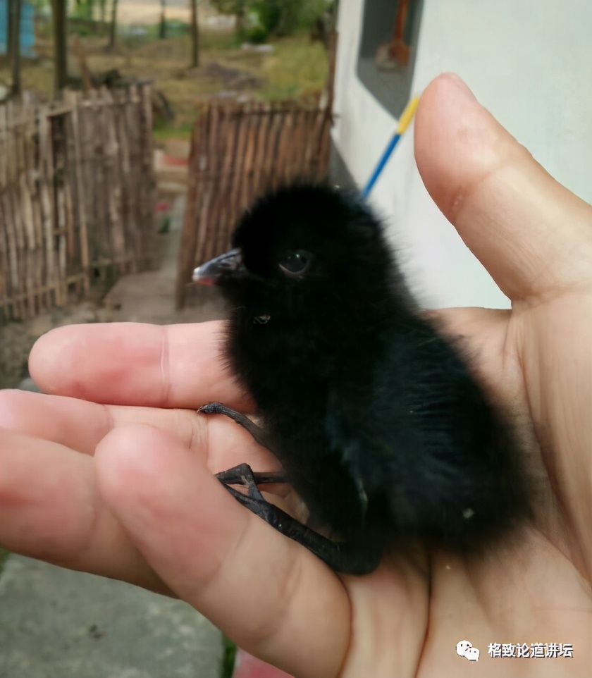 捡到受伤的鸟是好事吗,捡到受伤的鸟联系哪个部门救助