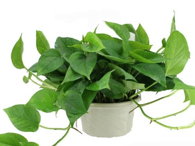 怎么样让绿萝爆盆,怎样让绿萝爆盆