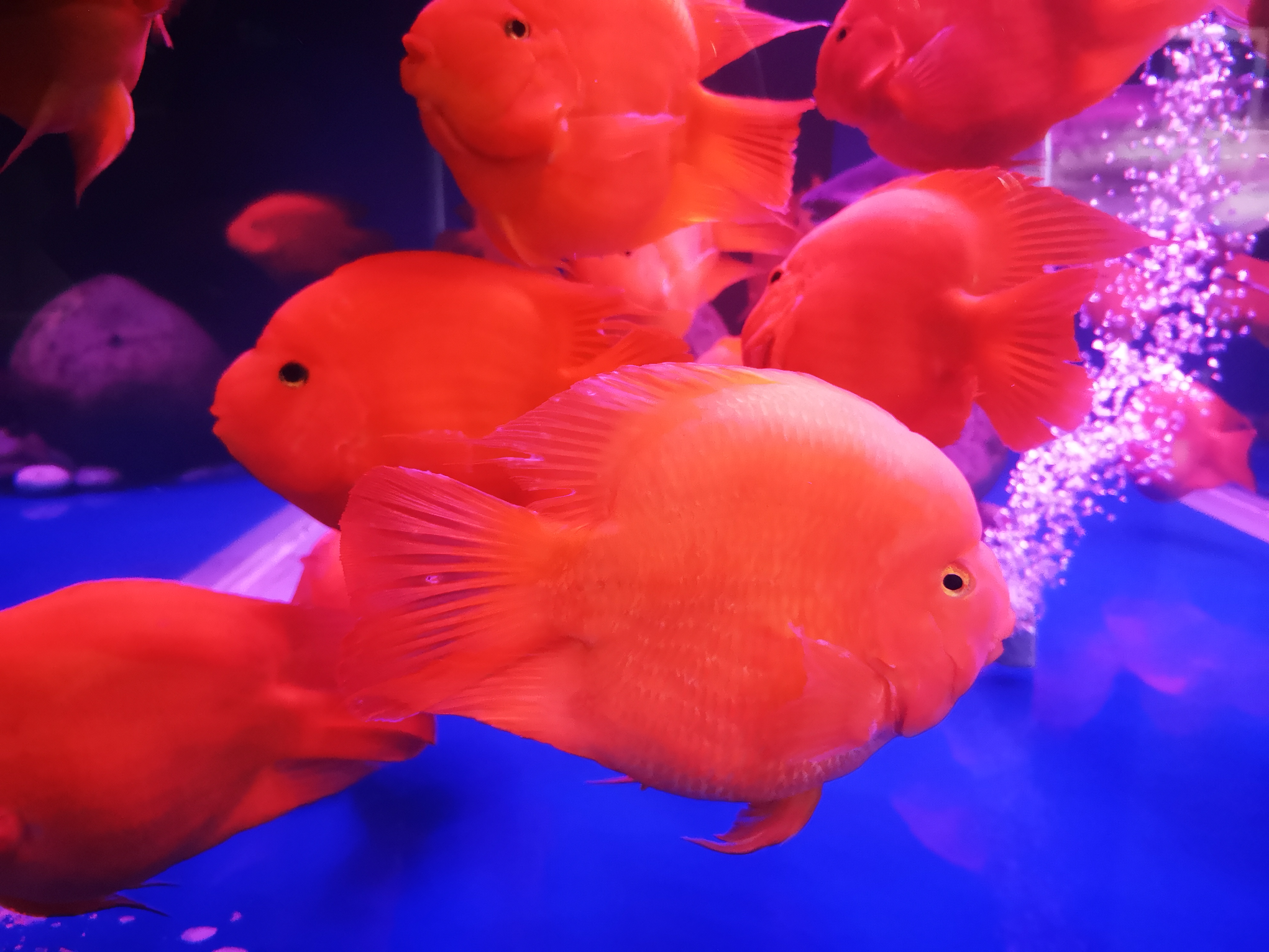 免换水的鱼缸靠谱吗,免清洗鱼缸好吗