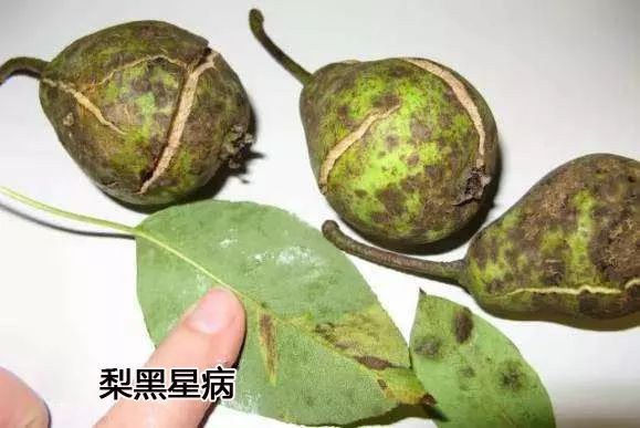 梨树防黑星病,梨树黑星病怎么治
