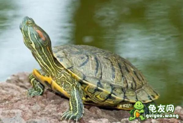 可以干养的龟有什么,龟如何防病