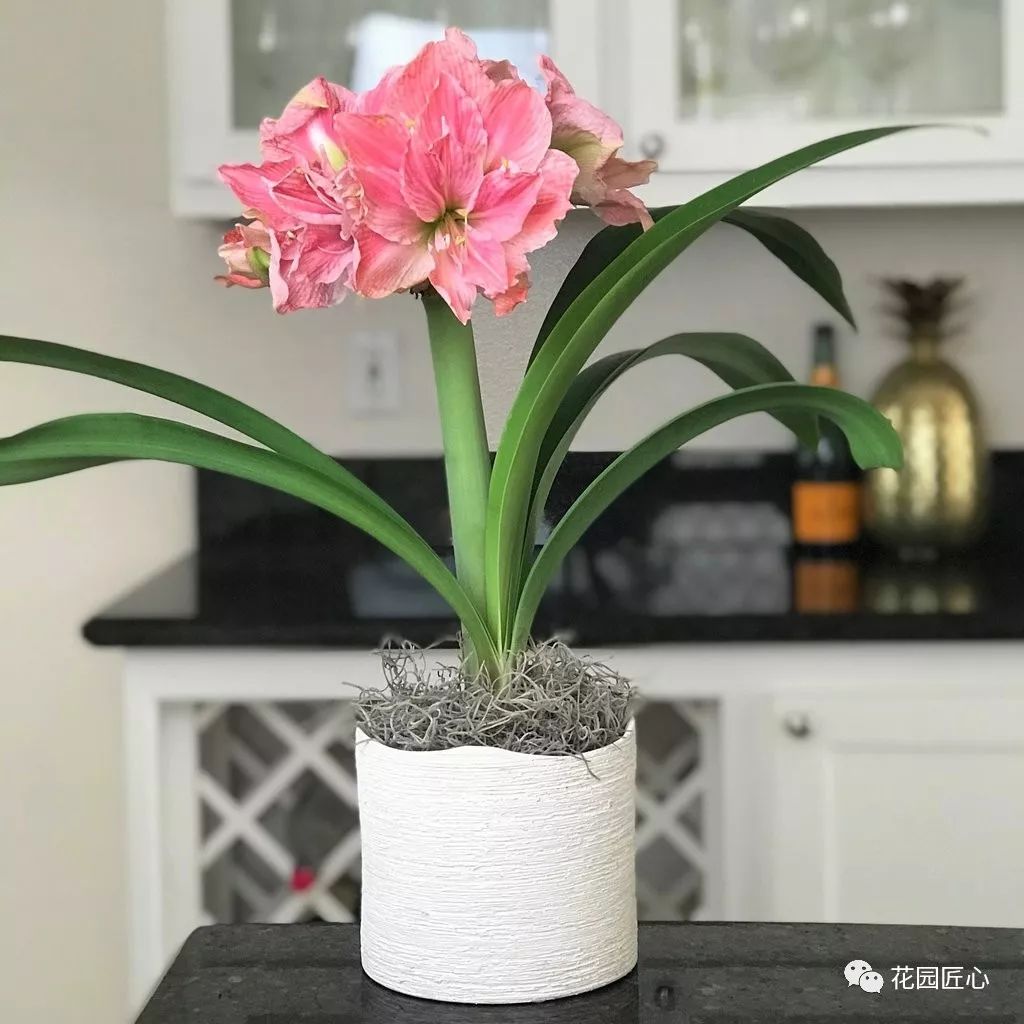 朱顶红为什么老是烂球,怎么才能让朱顶红不生小球