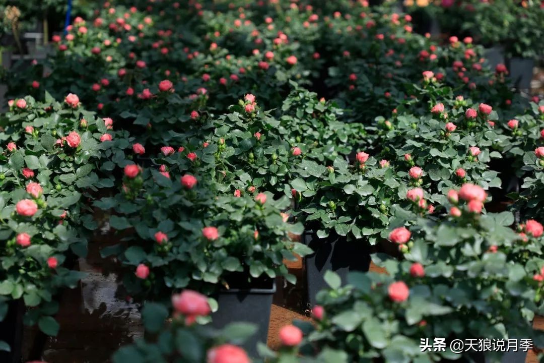 都说“最美人间四月天”，应该就是月季开花的模样吧！