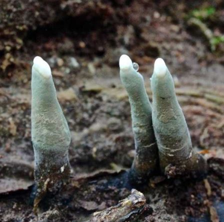 树下出现僵尸脚趾有超恶心灰指甲，专家：人类可以吃