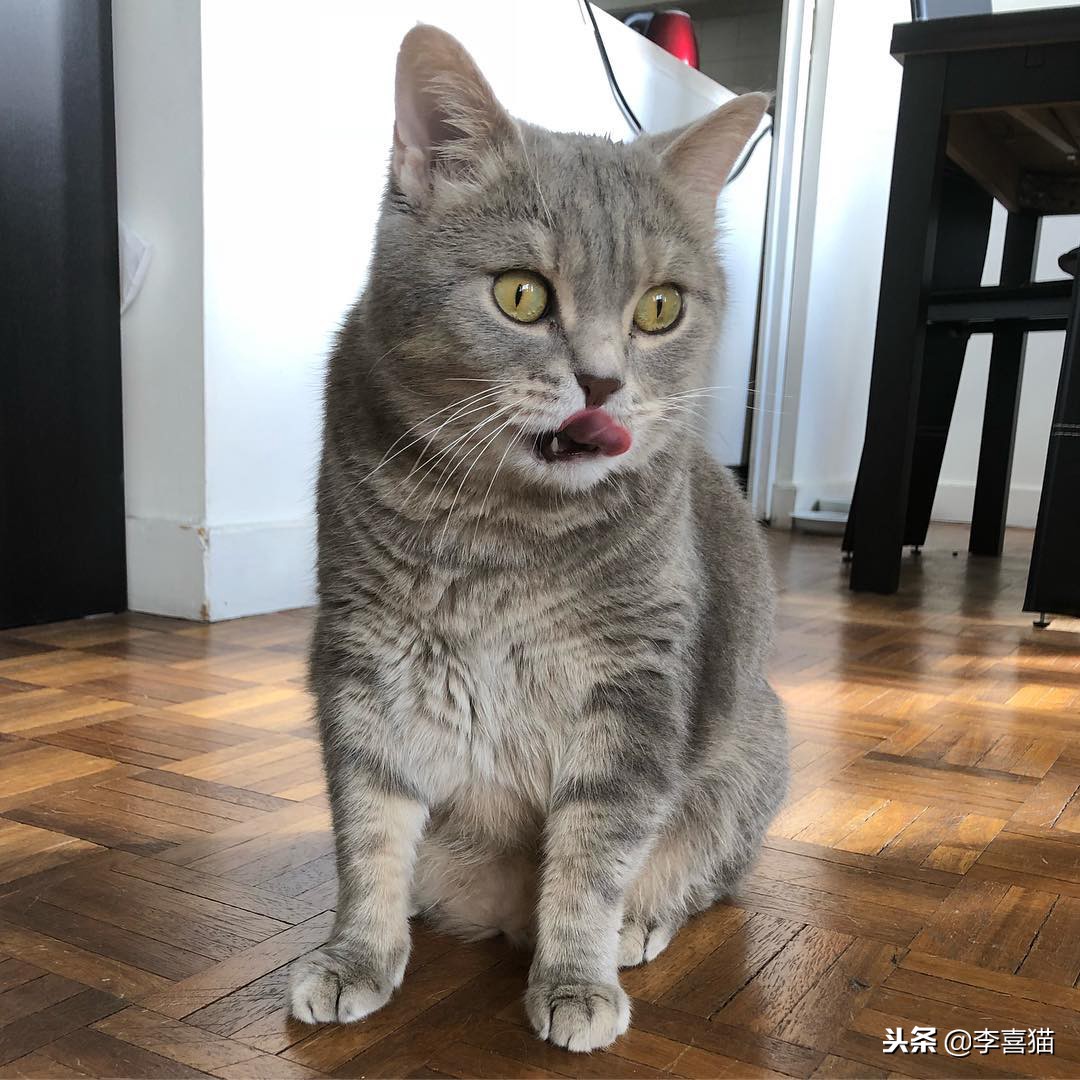 猫咪拉稀不吃饭没精神拒食,猫咪拒食