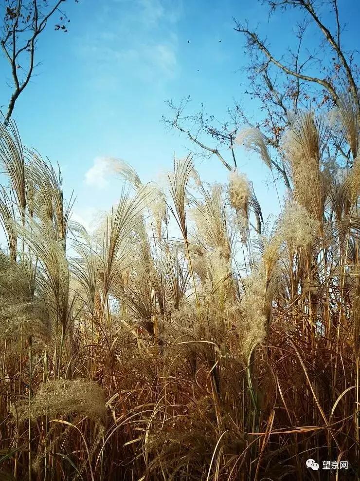 望京悠乐汇改造,北京望京悠乐汇章鱼楼