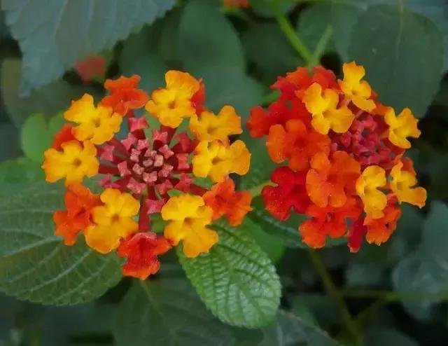 常见100种花卉介绍图片,四个季节开花的植物花卉有哪些