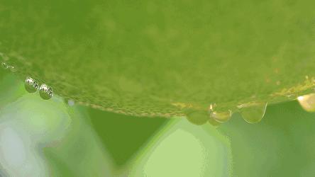 宣恩贡水柚直播间,宣恩贡水白柚苗