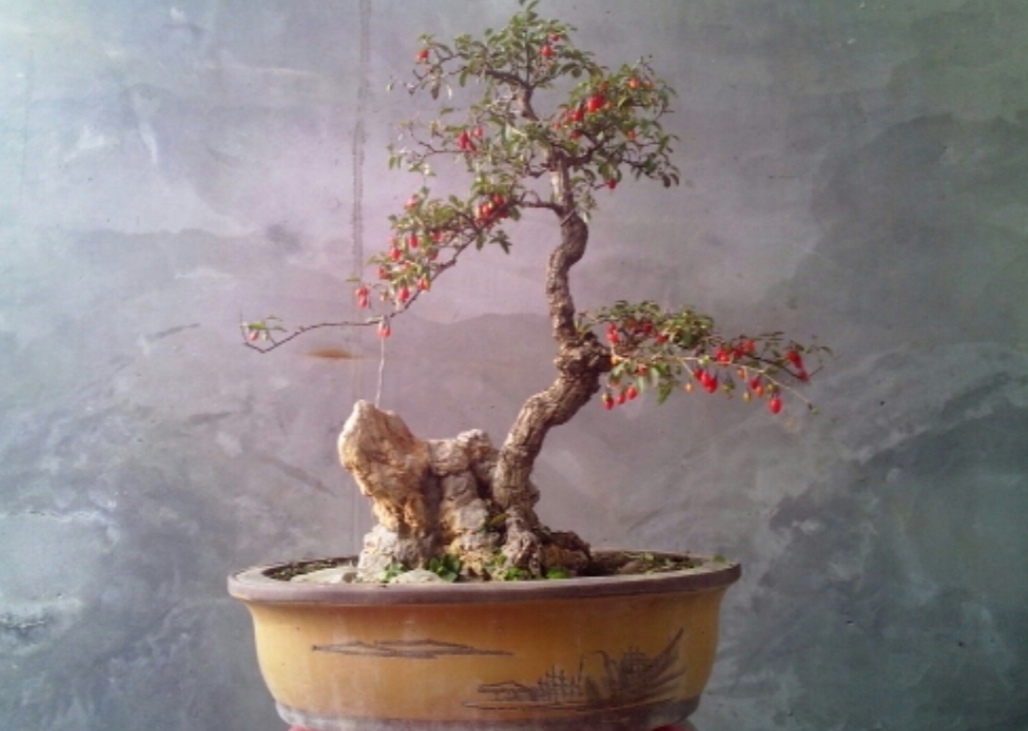 适合家庭养殖的盆景树,荆树疙瘩盆景如何造型