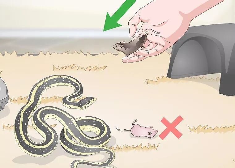 合法饲养宠物蛇,宠物蛇饲养视频