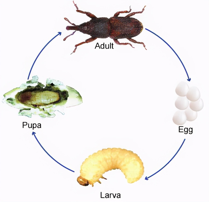 米生虫里面有虫卵,米饭上的虫卵长什么样子