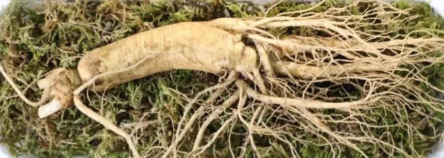 鲜人参几月份上市,新鲜人参上市时间