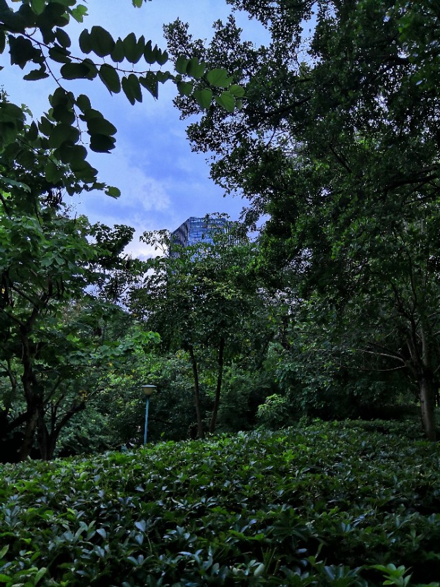 深圳市南山荔枝公园,深圳荔枝公园好看吗