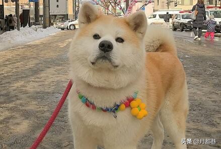 纯种秋田犬优点和缺点,纯种秋田狗多少钱