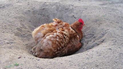 小鸡怎么洗澡才不会感冒,如何给小鸡洗澡可以用冷水吗