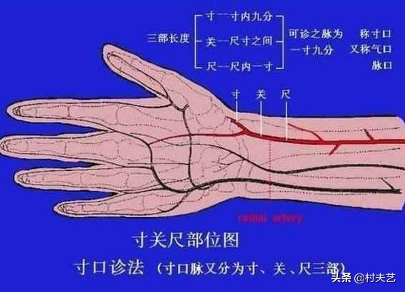寸口脉分为哪三个部位图片,寸口脉属于哪条经脉