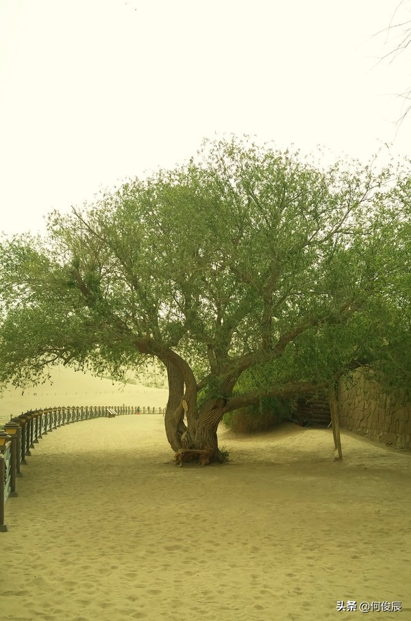 鸣沙山月牙泉堆满了游客,鸣沙山月牙泉景区
