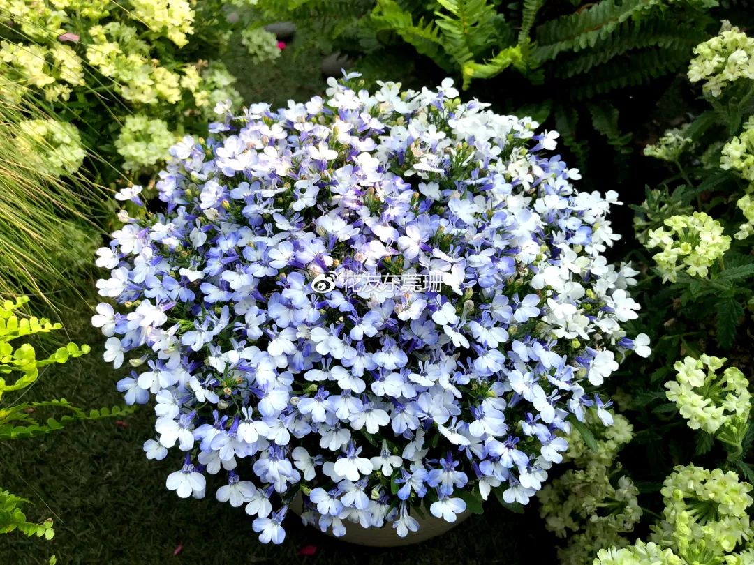 适合阳台养的四季开花有花香的花,花期长耐热耐寒又好养的花卉