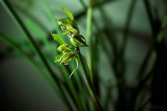蕙兰花苞消苞怎么挽救,蕙兰花苞怎么处理