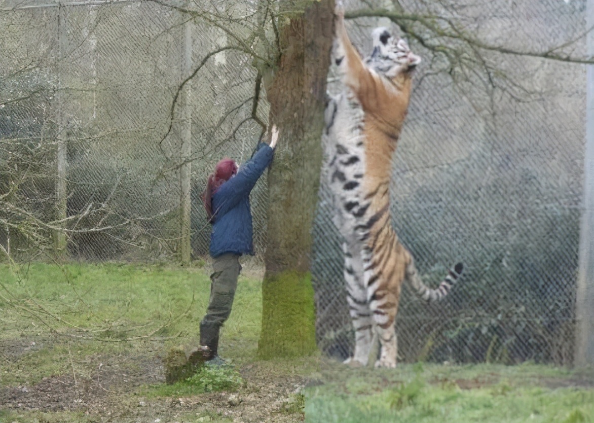 东北虎下山进村伤人老虎被鹅咬,东北虎下山进村伤人最后怎么样了