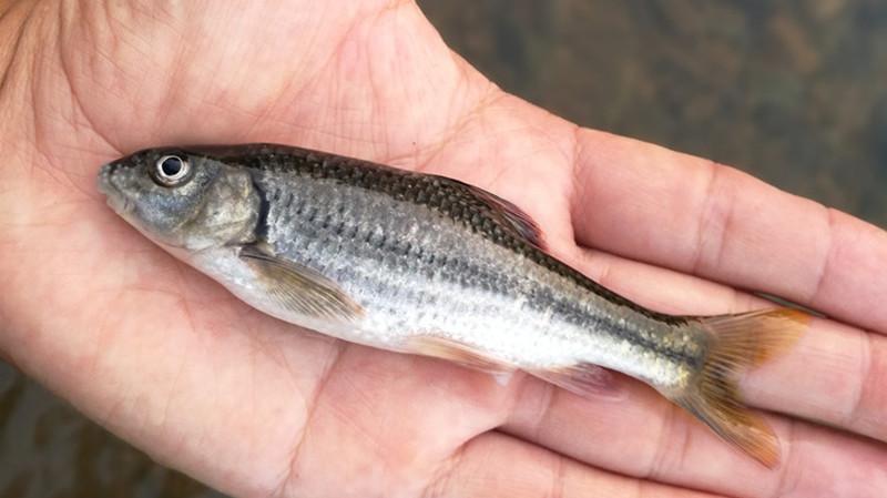 武功山哪种鱼好吃,武功山最好吃的鱼