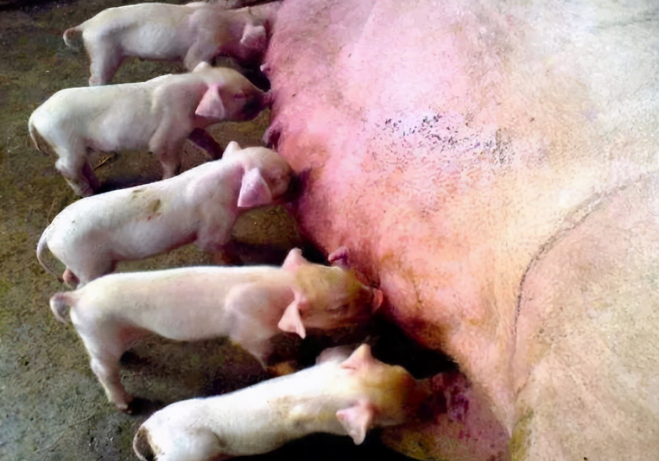 母猪产后四五天奶水少怎么办,母猪产后奶水少4个小妙招来帮忙