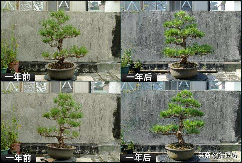 黑松盆景造型实例图解 (小型黑松造型盆景)