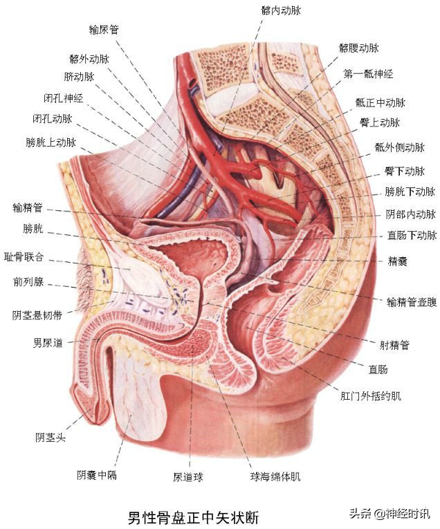 肾脏输尿管膀胱前列腺结构,肾输尿管膀胱解剖示意图