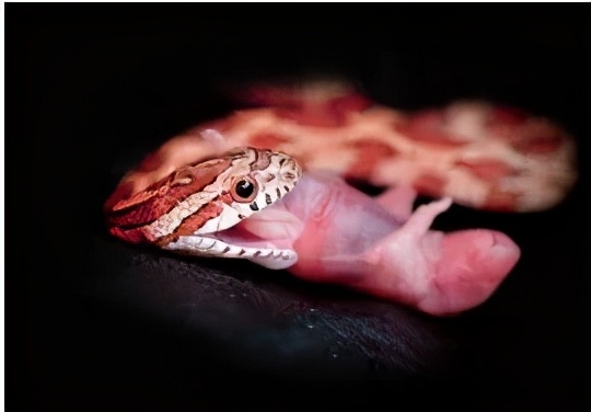 「爬宠饲养」蛇苗不开食难道只能填？​且慢