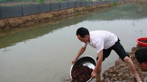 小龙虾常见疾病判断及防治方法,小龙虾塘纤毛虫处理办法