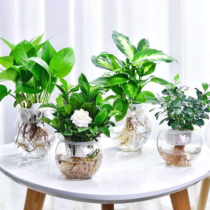 客厅散光适合养什么花,什么花适合常年放在散光阴凉处