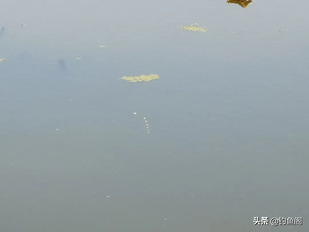 废弃鱼塘鱼怎么钓,废弃鱼塘鱼特别少怎么钓