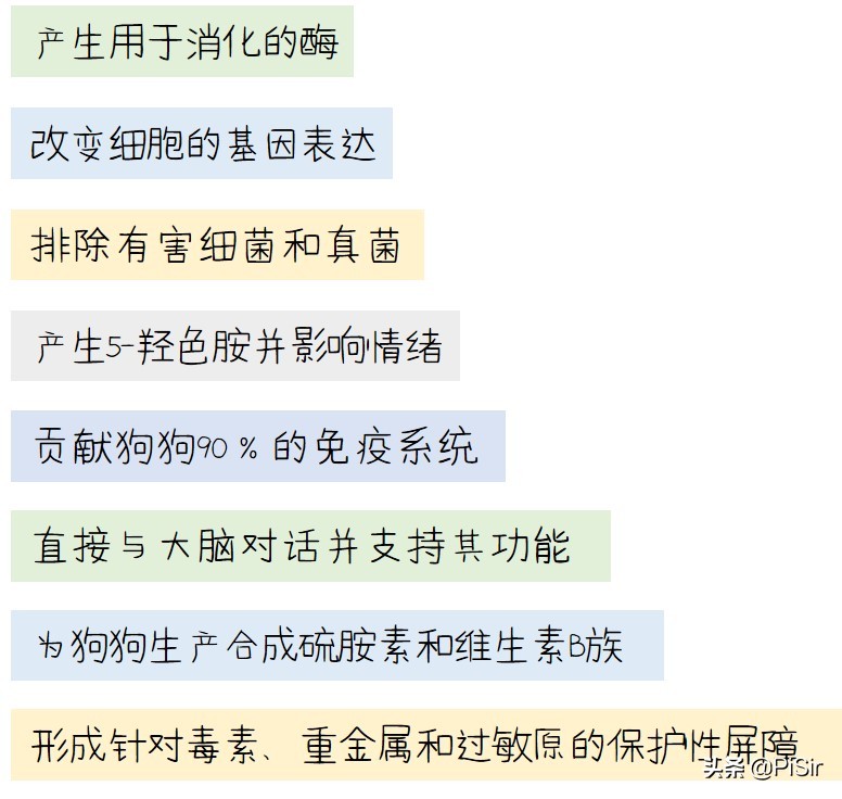 狗狗肠道菌群活跃度低,狗狗肠道菌群紊乱怎么调理