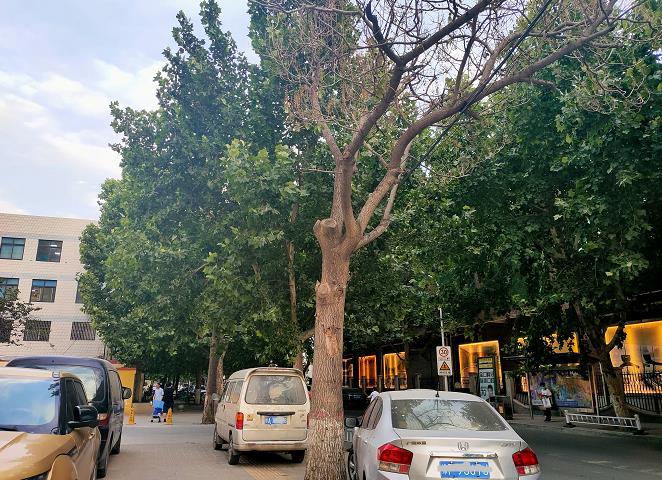 河南省郑州市行道树,郑州市行道树