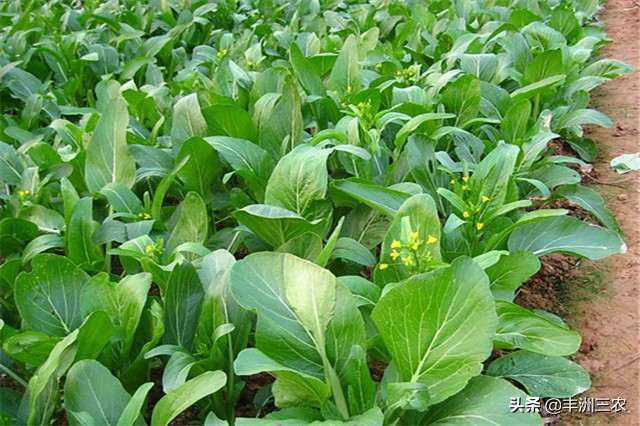 菜心露天栽培好还是大棚栽培,广东菜心无土栽培技术要点