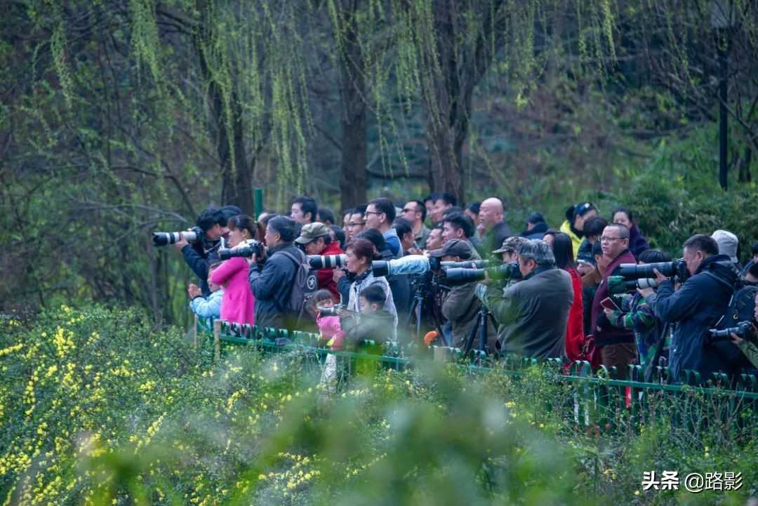 花重锦官城,花重锦官城长安