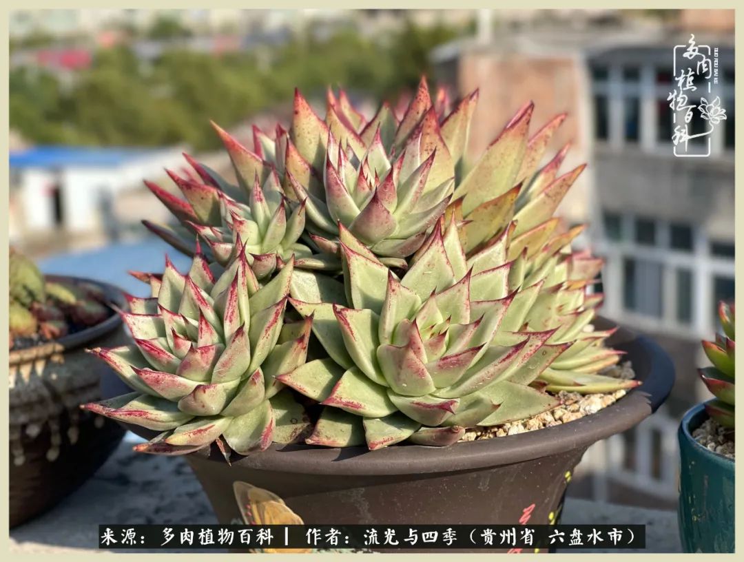 国庆假期你快乐吗？来，凉都美肉与你相伴一一小乌木的霸气东云