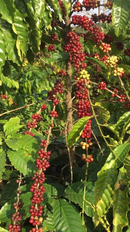 咖啡生活方式,咖啡一半是生活一半是习惯