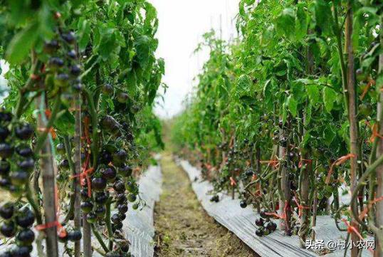 2020致富好项目在农村怎么创业,2021年致富项目