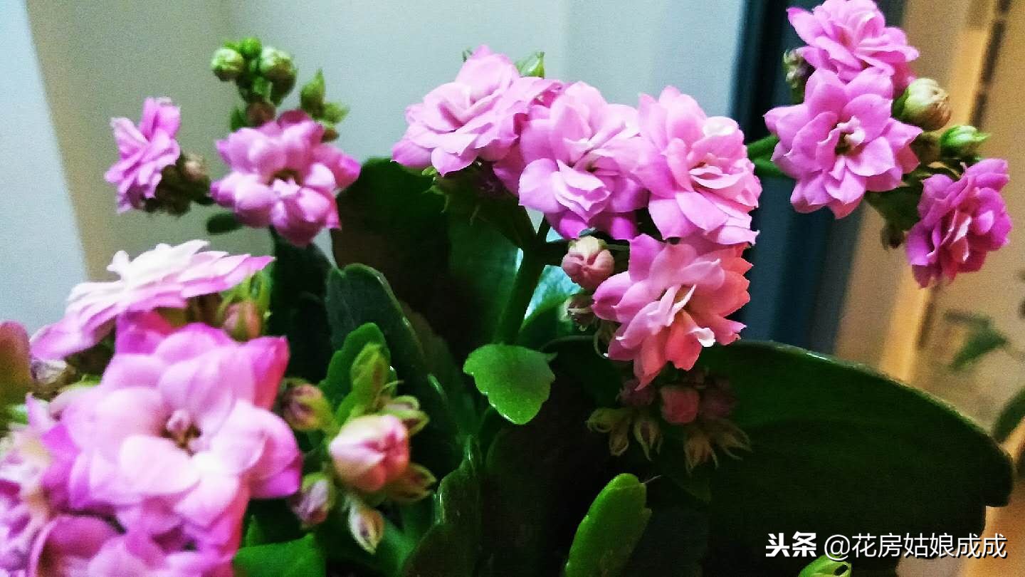 花盆里放泡沫能预防积水吗,花盆太深在底下放泡沫可以吗