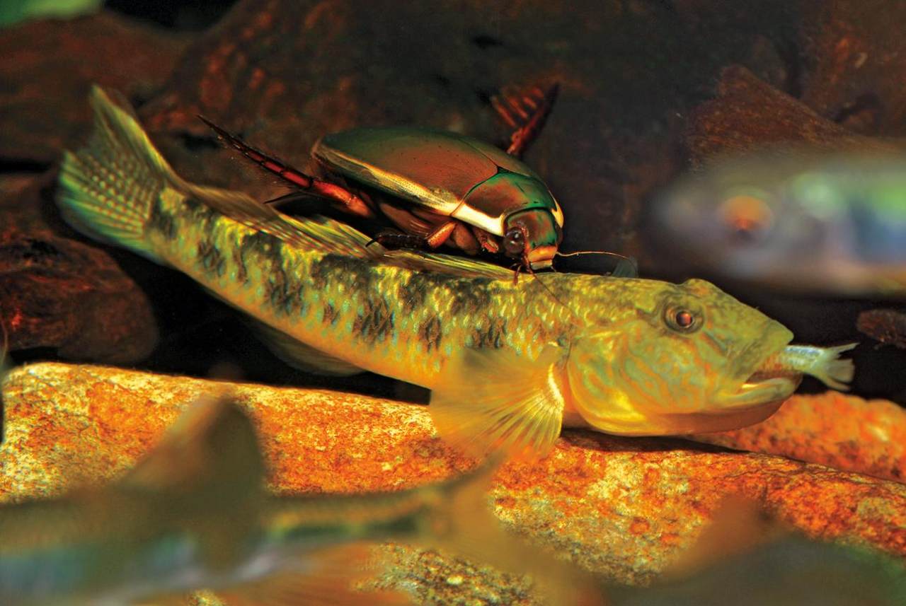 姘翠腑楝ｇ嫍,姘翠笅楝ｇ嫍