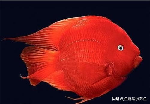 鹦鹉鱼变白放黄粉能变红吗,红鹦鹉鱼身上变黑了怎么治疗