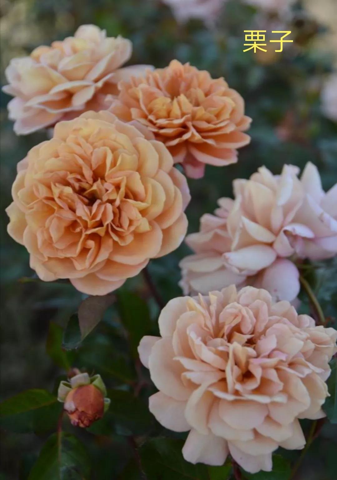 2020年木村卓功月季新品,木村卓功的月季都比较耐阴吗