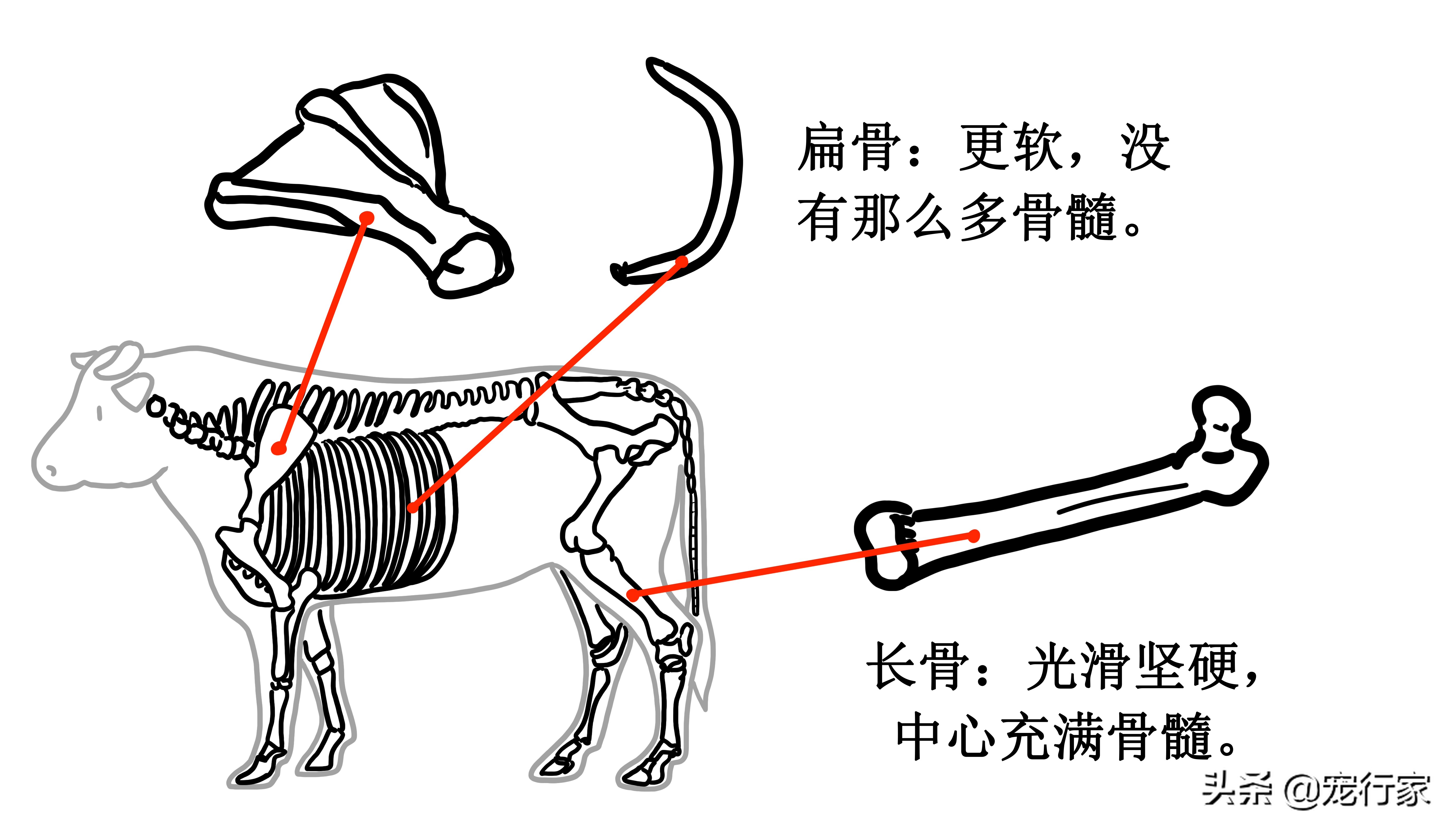 狗狗啃鸡骨头了怎么办,狗狗卡骨头解决方法