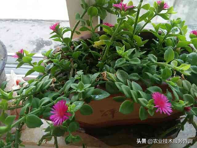 耐阴吊兰有几种品种,金鱼吊兰品种有几种