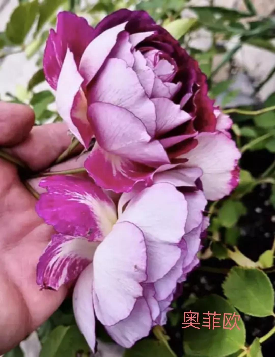 2020年木村卓功月季新品,木村卓功的月季都比较耐阴吗